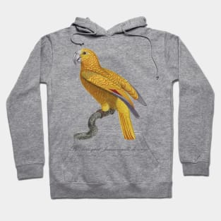 Le Perroquet Jaune Ecaille de Rouge Parrot - 19th century Jacques Barraband Illustration Hoodie